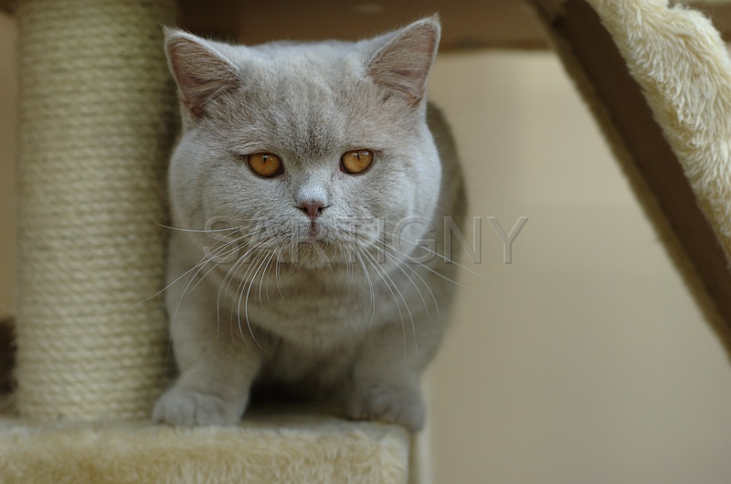BRITISH SHORTHAIR 024.jpg